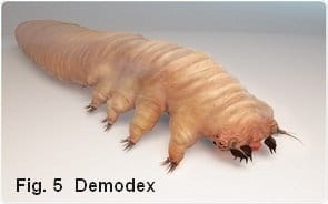 Demodex Mite